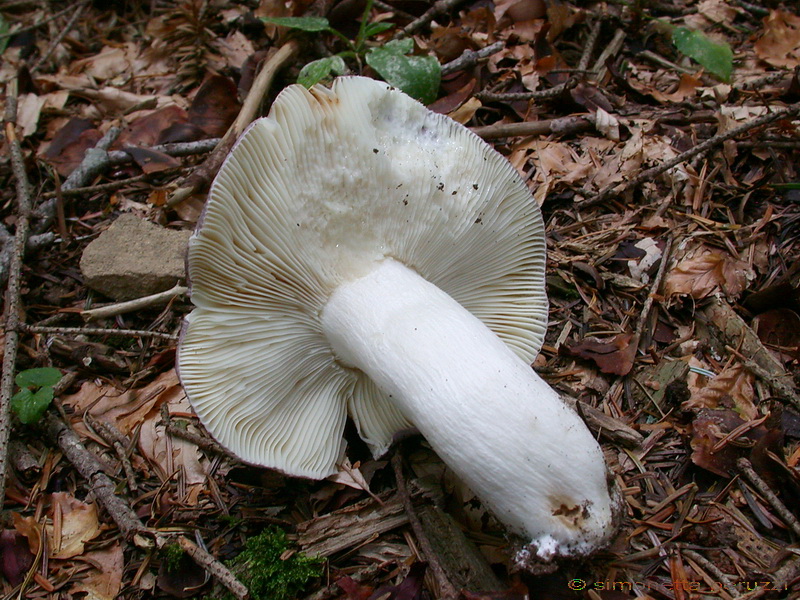 Russula sp.